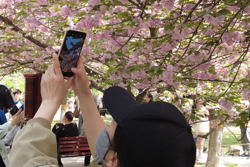 【发现春之美】古色难掩绿意 游青龙寺踏春赏樱