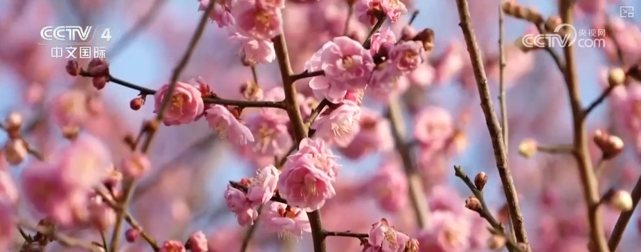 “一树梅花一树金”盘活产业生态 “花经济”带动文旅市场春潮涌动