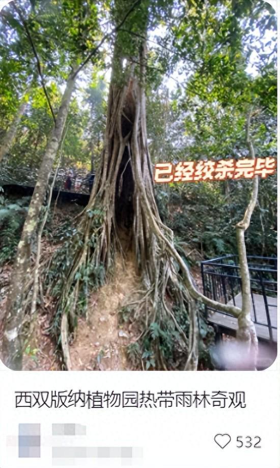 一种南方很常见的树亲手策划了多起“谋杀案”